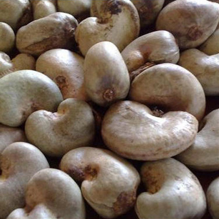 Cashew Nuts at Unify Agro-Allied Ltd
