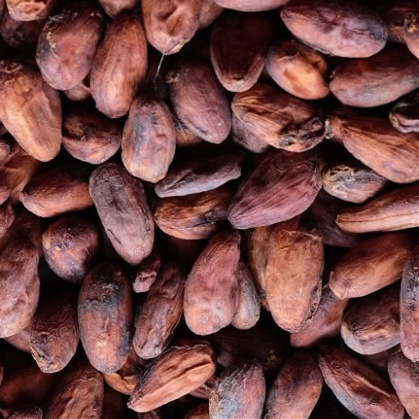 Dry Cocoa Beans at Unify Agro-Allied Ltd