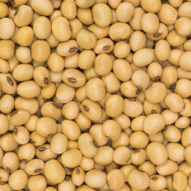 Soybeans | Soya Beans at Unify Agro Allied Ltd